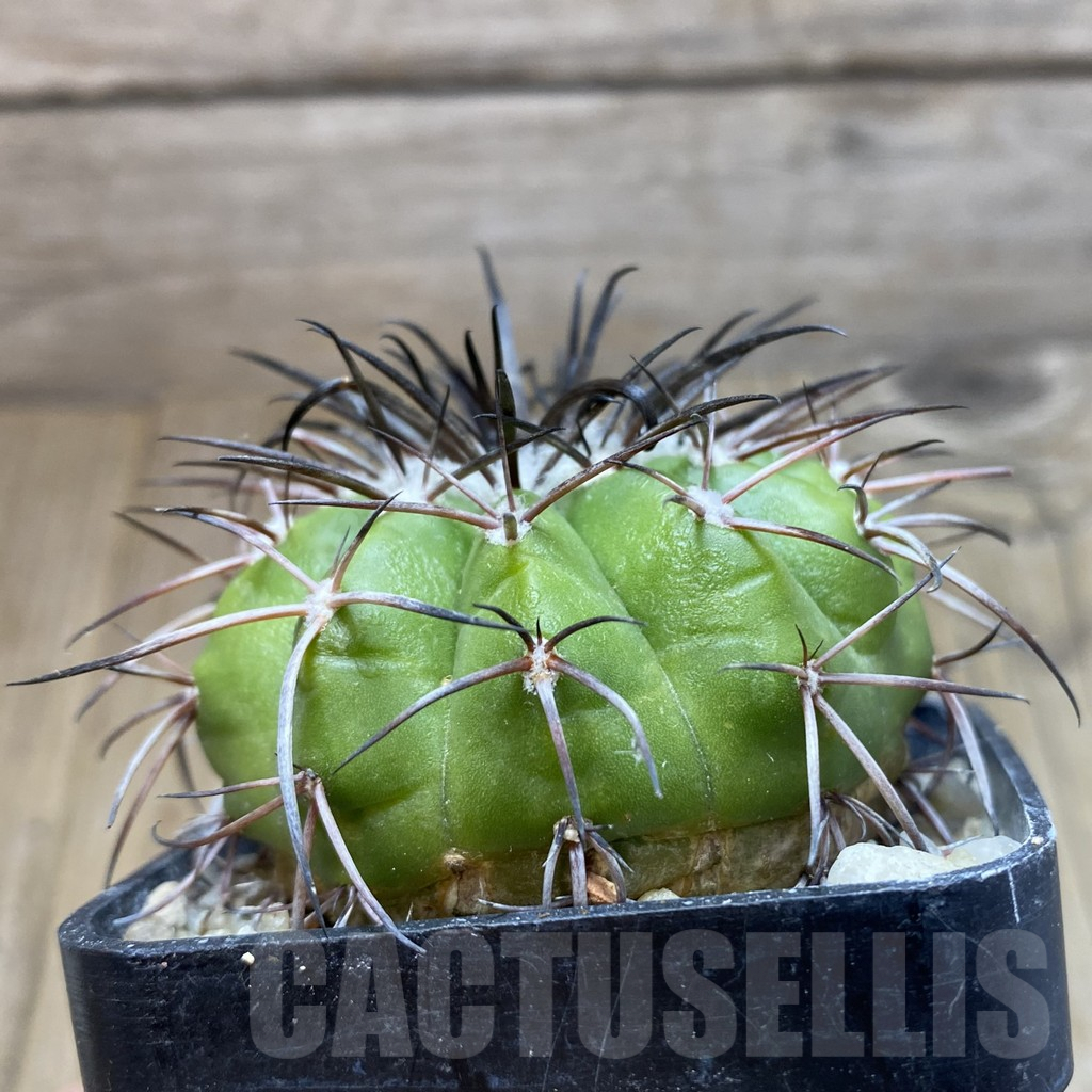 SH6058 Discocactus alteolens MH 596 - Image 2