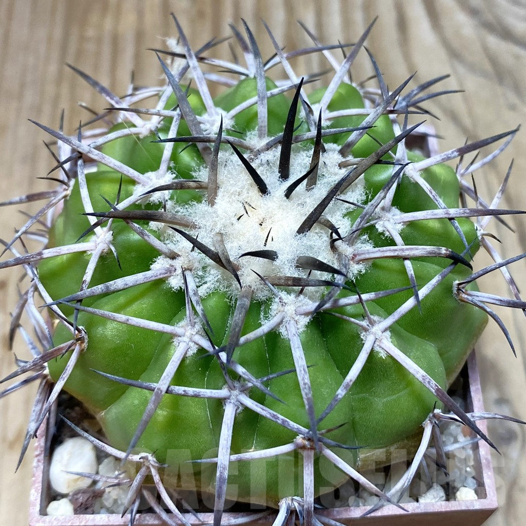 SH6059 Discocactus alteolens MH 596