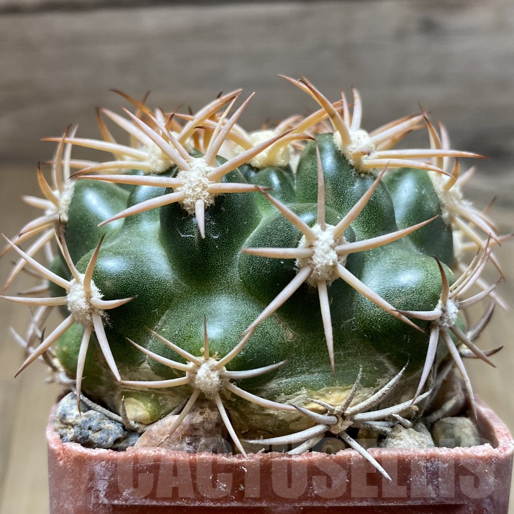 SH6060 Discocactus petr-halfari MH 725 - Image 2