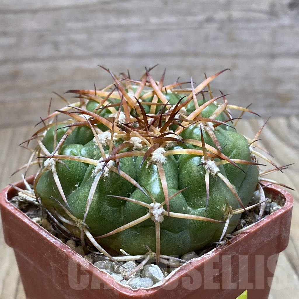 SH6061 Discocactus cangaensis MH886 -N Ipora, Goiás- - Image 2