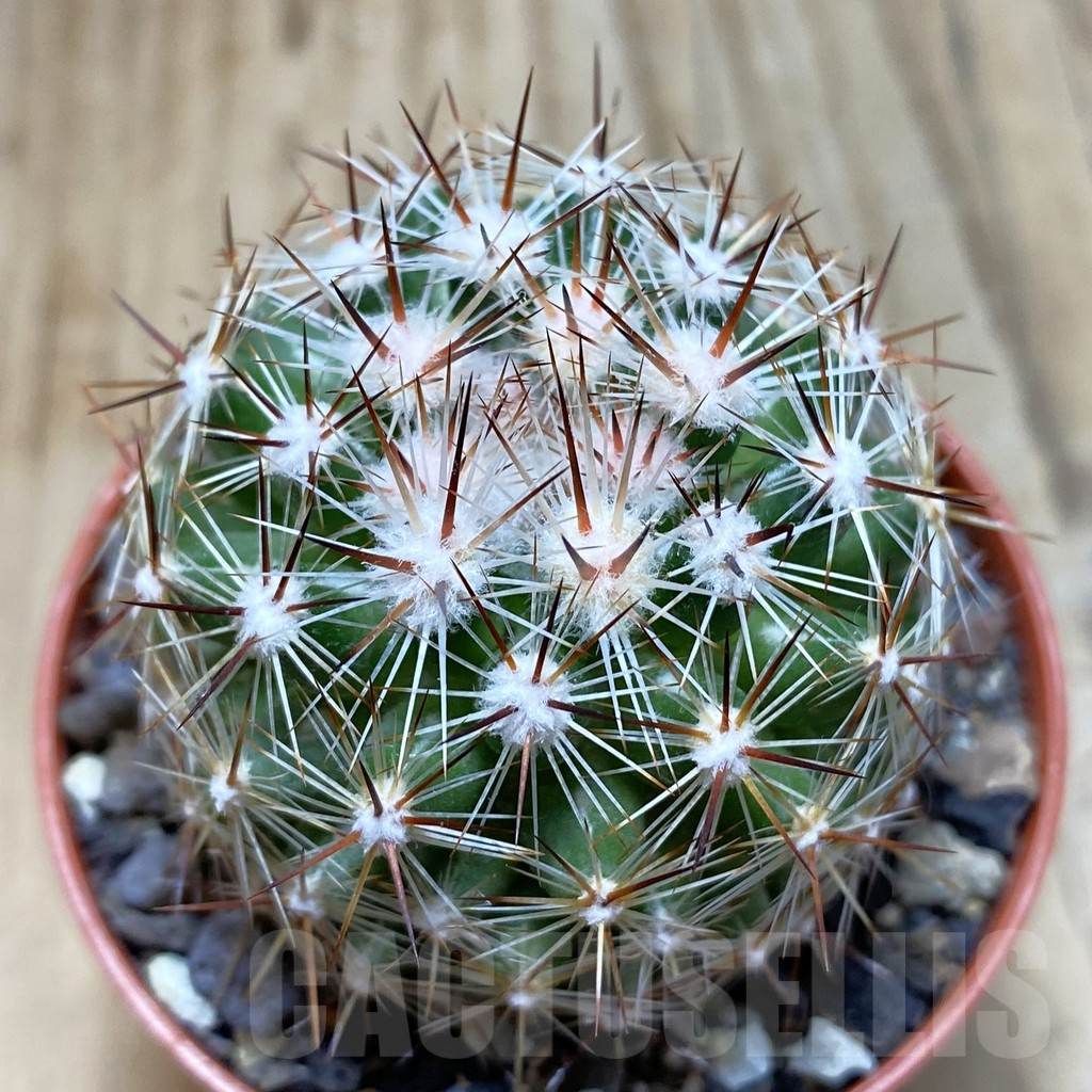 SH6067 Coryphantha vivipara SB 129