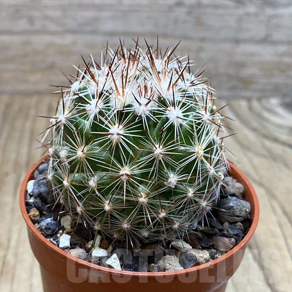 SH6067 Coryphantha vivipara SB 129 - Image 2