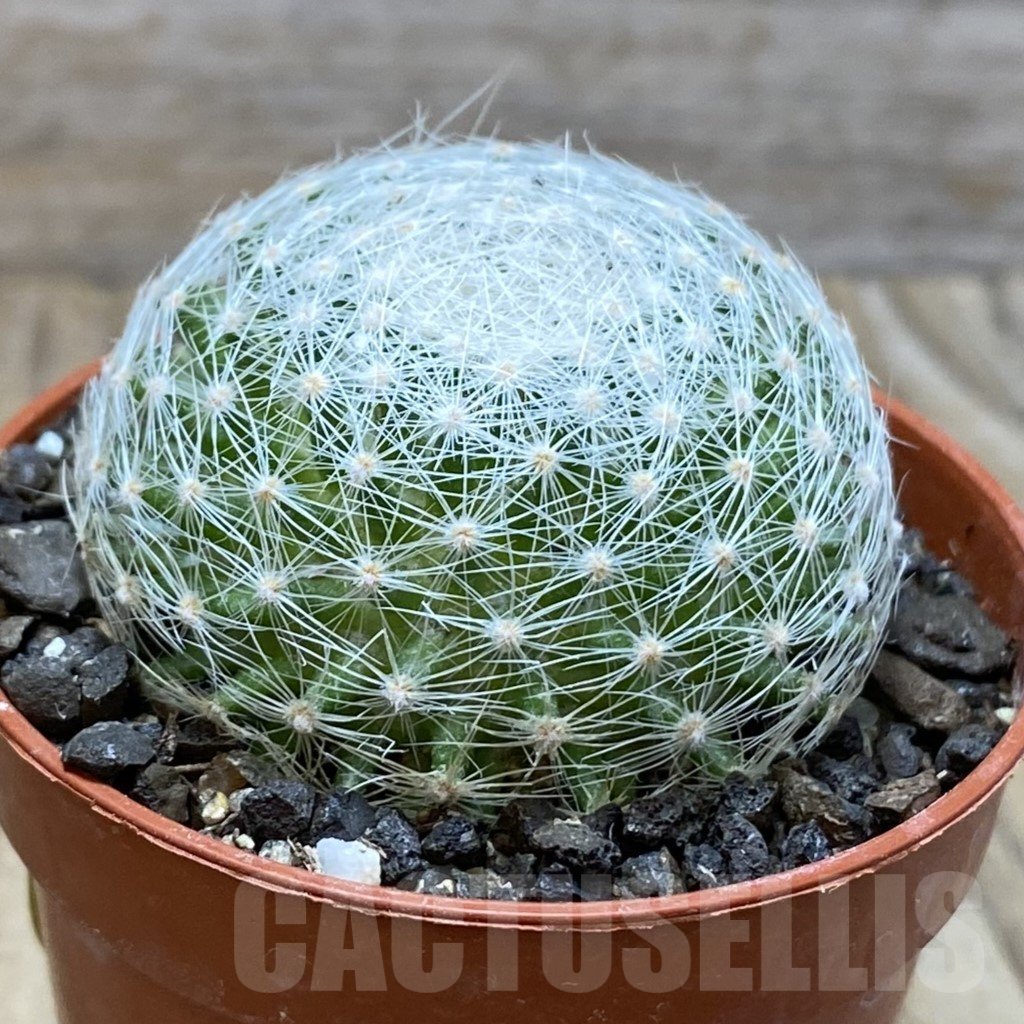 SH6069 Mammillaria lenta - Image 2