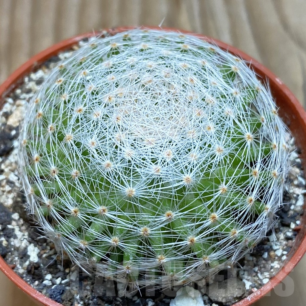 SH6070 Mammillaria lenta