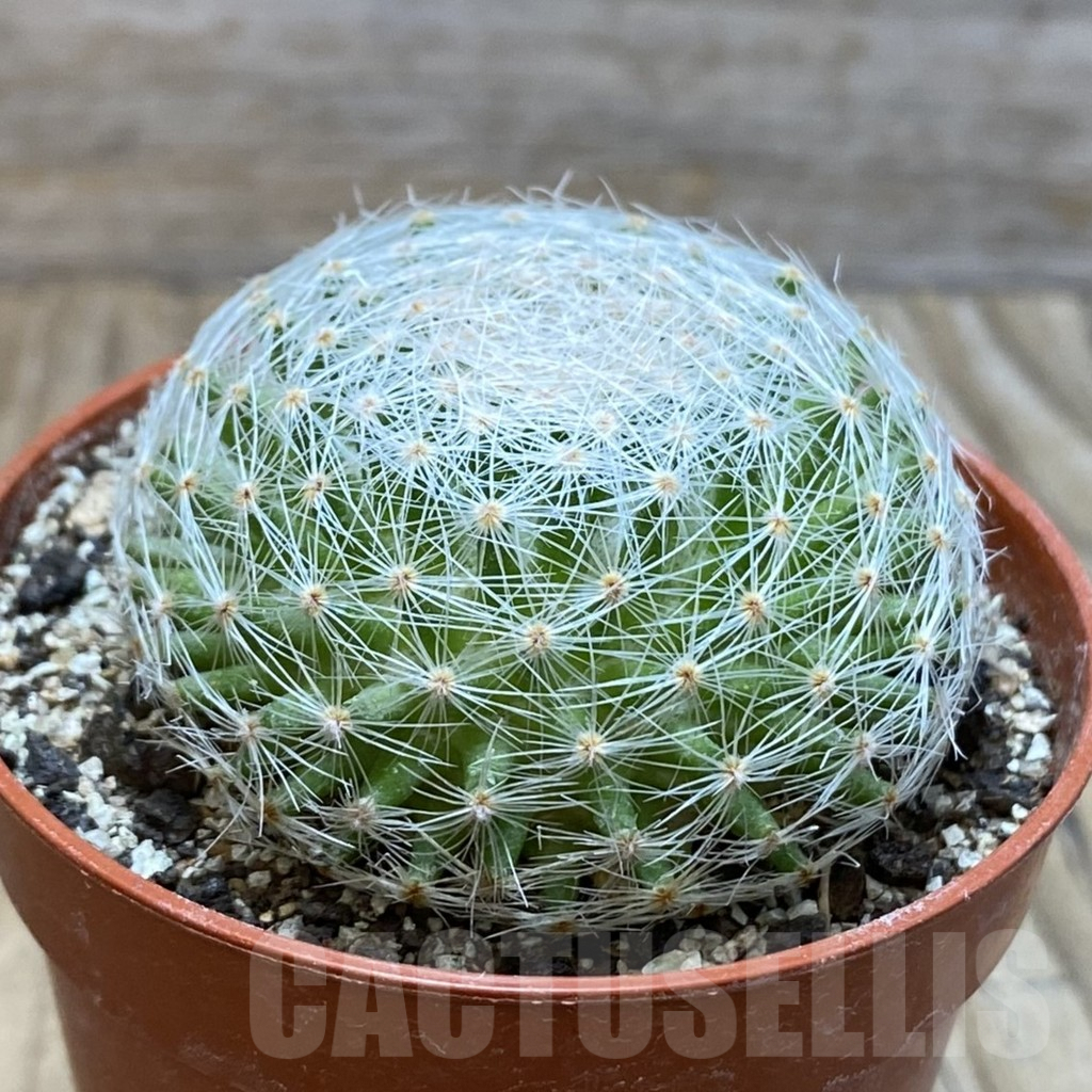 SH6070 Mammillaria lenta - Image 2