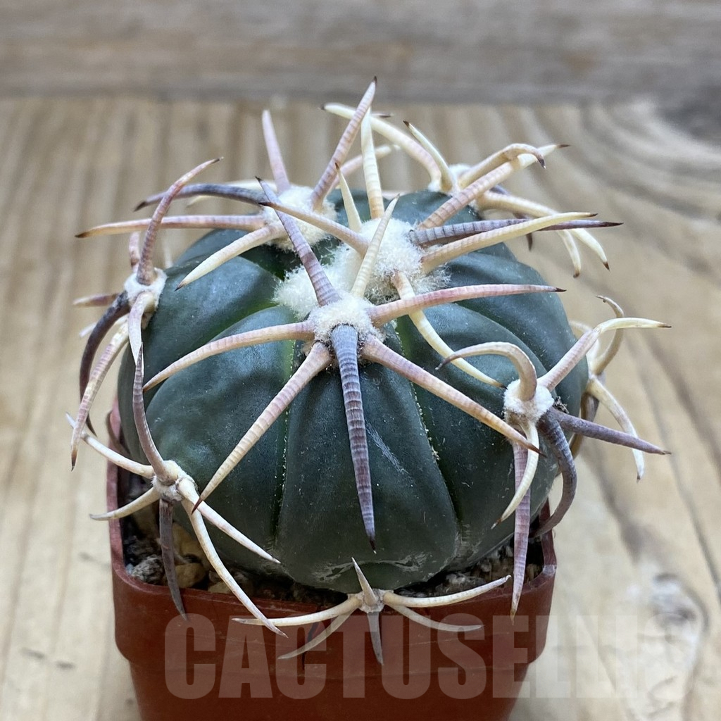 SH6072 Echinocactus horizonthalonius - Image 2