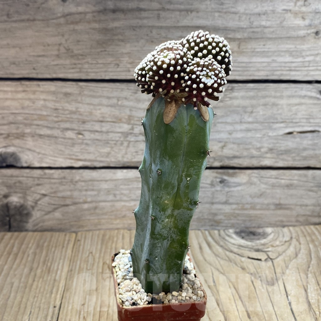 SH6196 Mammillaria luethyi, grafted - Image 2
