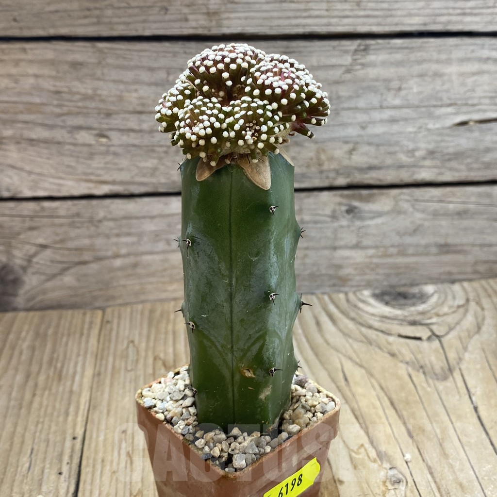 SH6198 Mammillaria luethyi, grafted - Image 2
