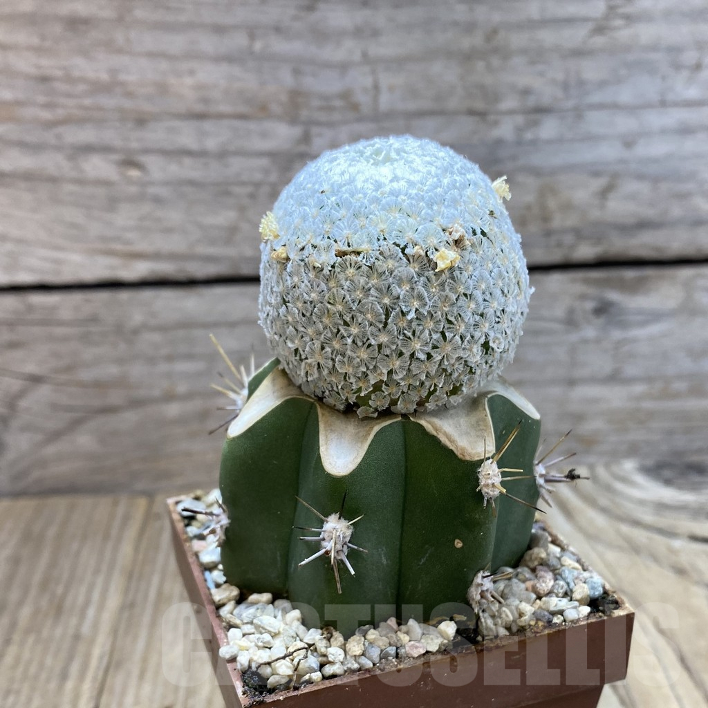 SH6199 Mammillaria breviplumosa, grafted - Image 2