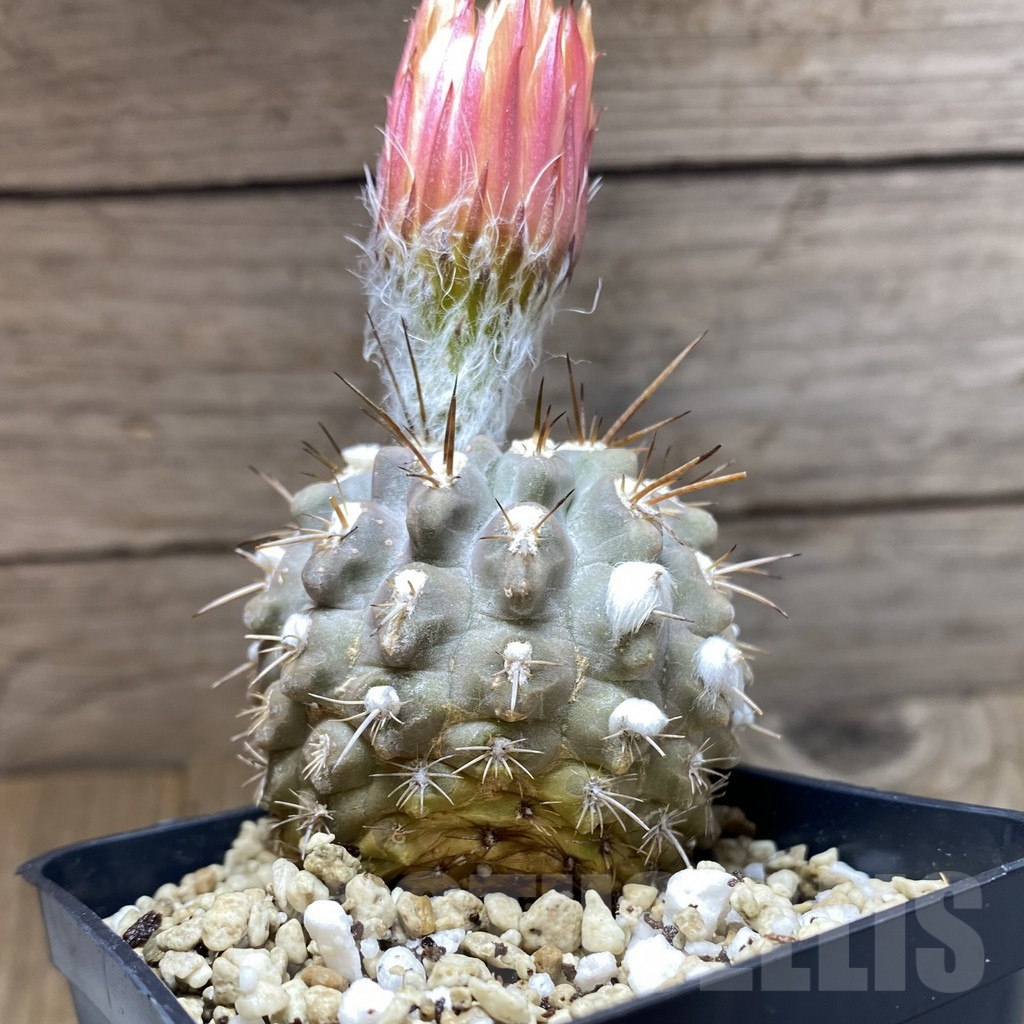 SH6201 Neoporteria deherdtiana - Image 3