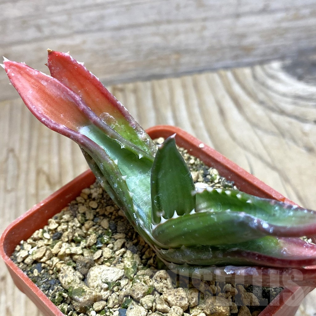 SH6209 Aloe pavelkae - Image 2