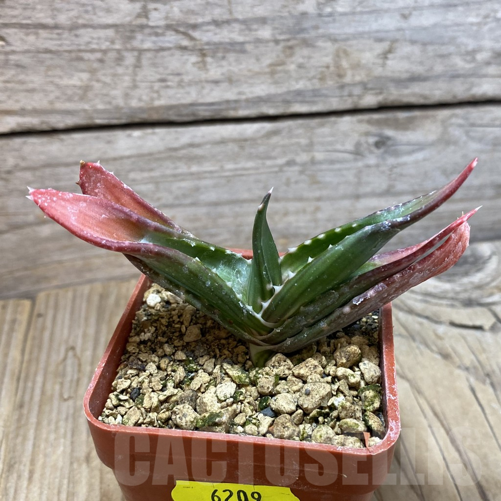SH6209 Aloe pavelkae - Image 3