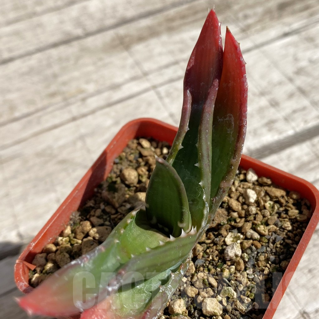 SH6209 Aloe pavelkae