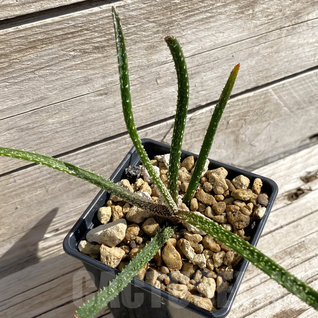 SH6210 Aloe delicatifolia