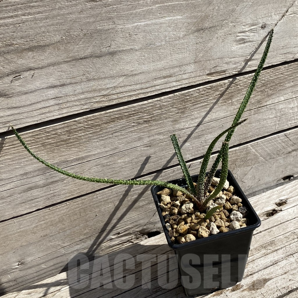 SH6210 Aloe delicatifolia - Image 2