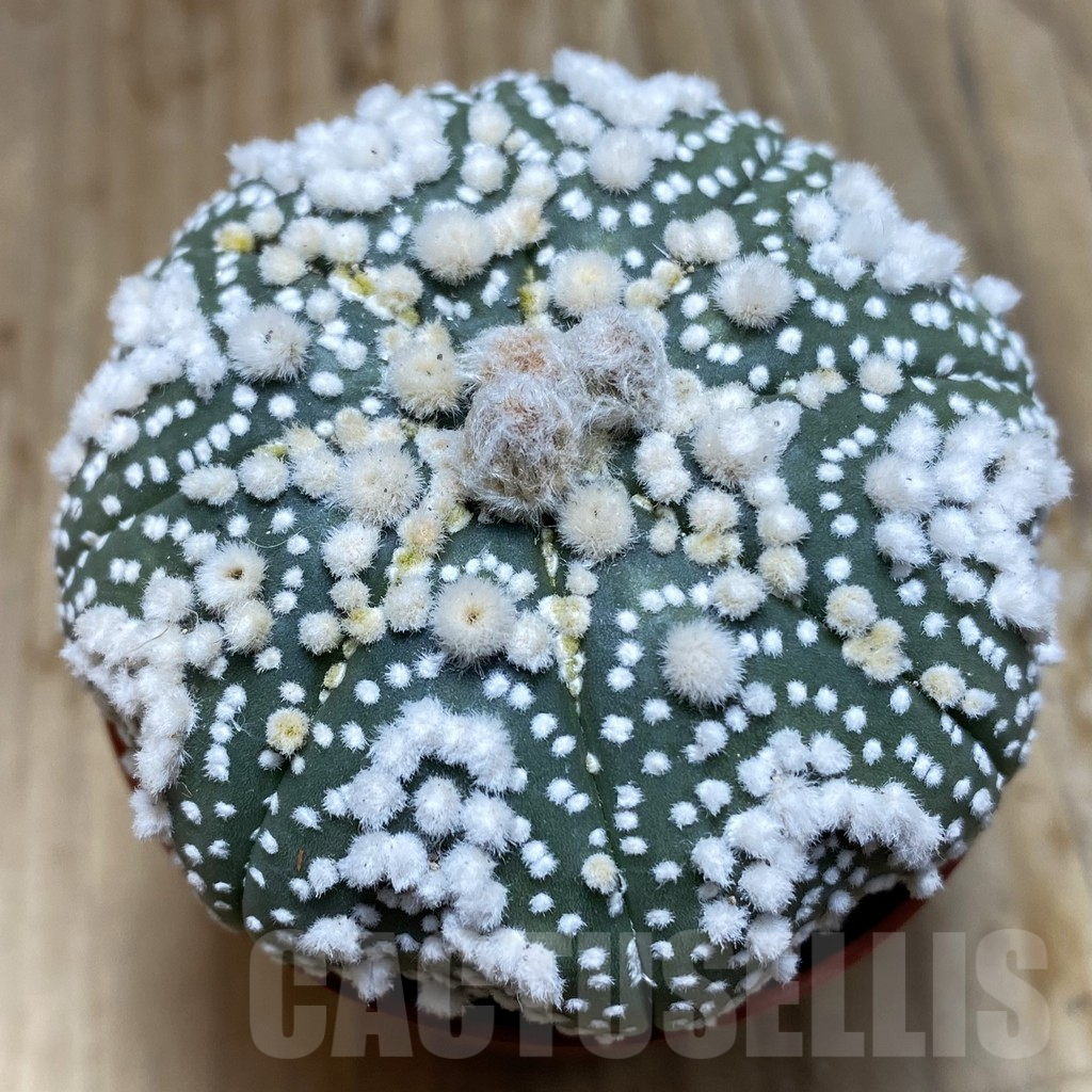 SH6166 Astrophytum asterias 'Hanazono'