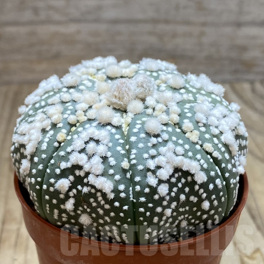 SH6166 Astrophytum asterias 'Hanazono' - Image 2