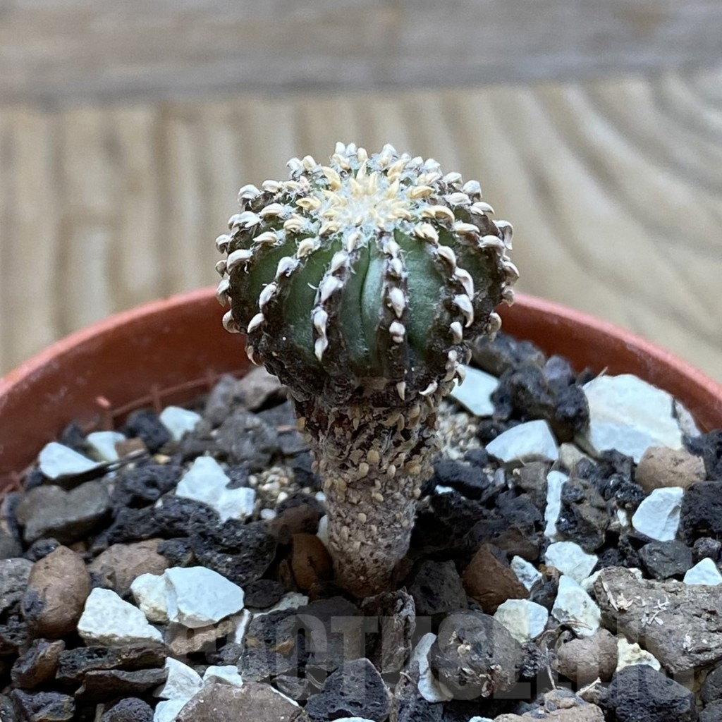 SH6168 Geohintonia neomexicana, seedling - Image 2