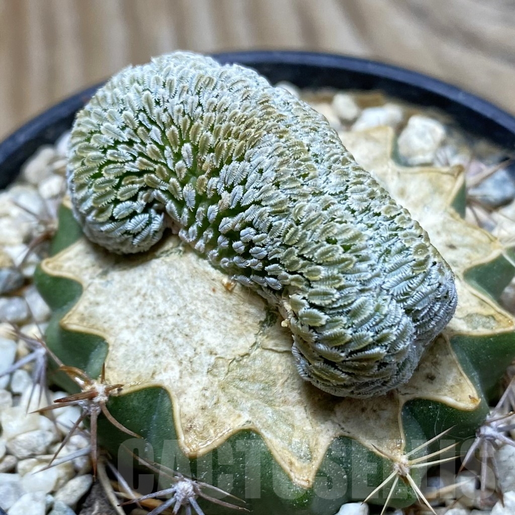 SH6171 Pelecyphora aselliformis f. cristata, grafted