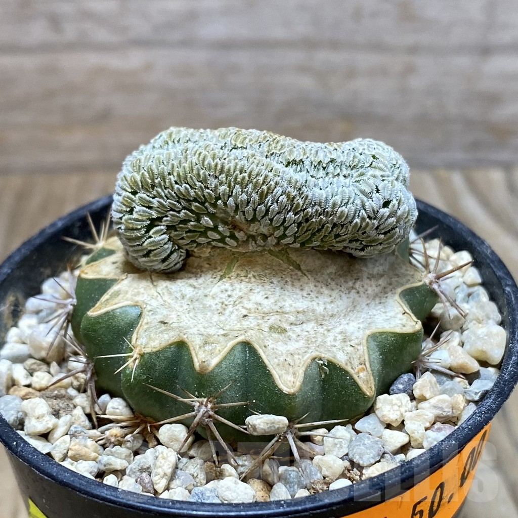 SH6171 Pelecyphora aselliformis f. cristata, grafted - Image 2