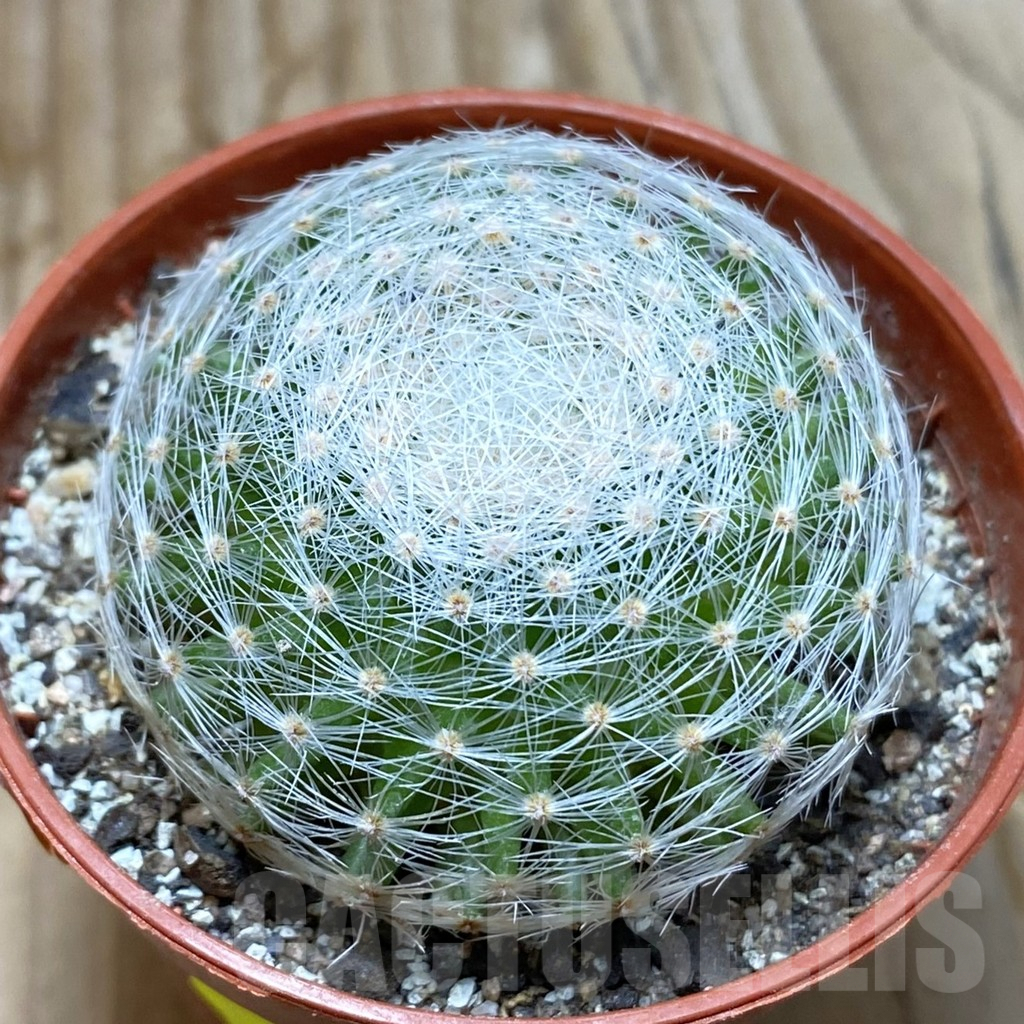 SH6172 Mammillaria lenta