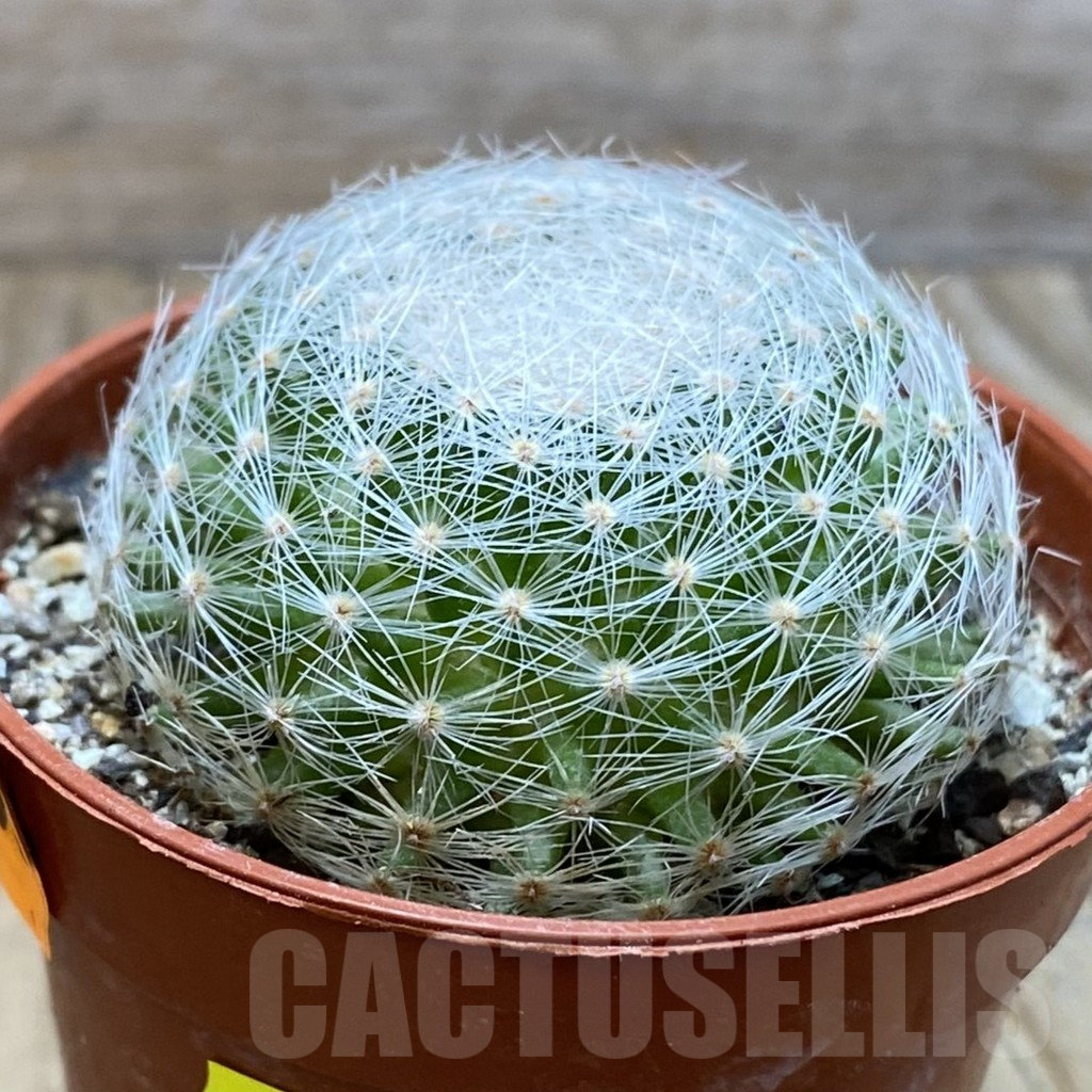SH6172 Mammillaria lenta - Image 2