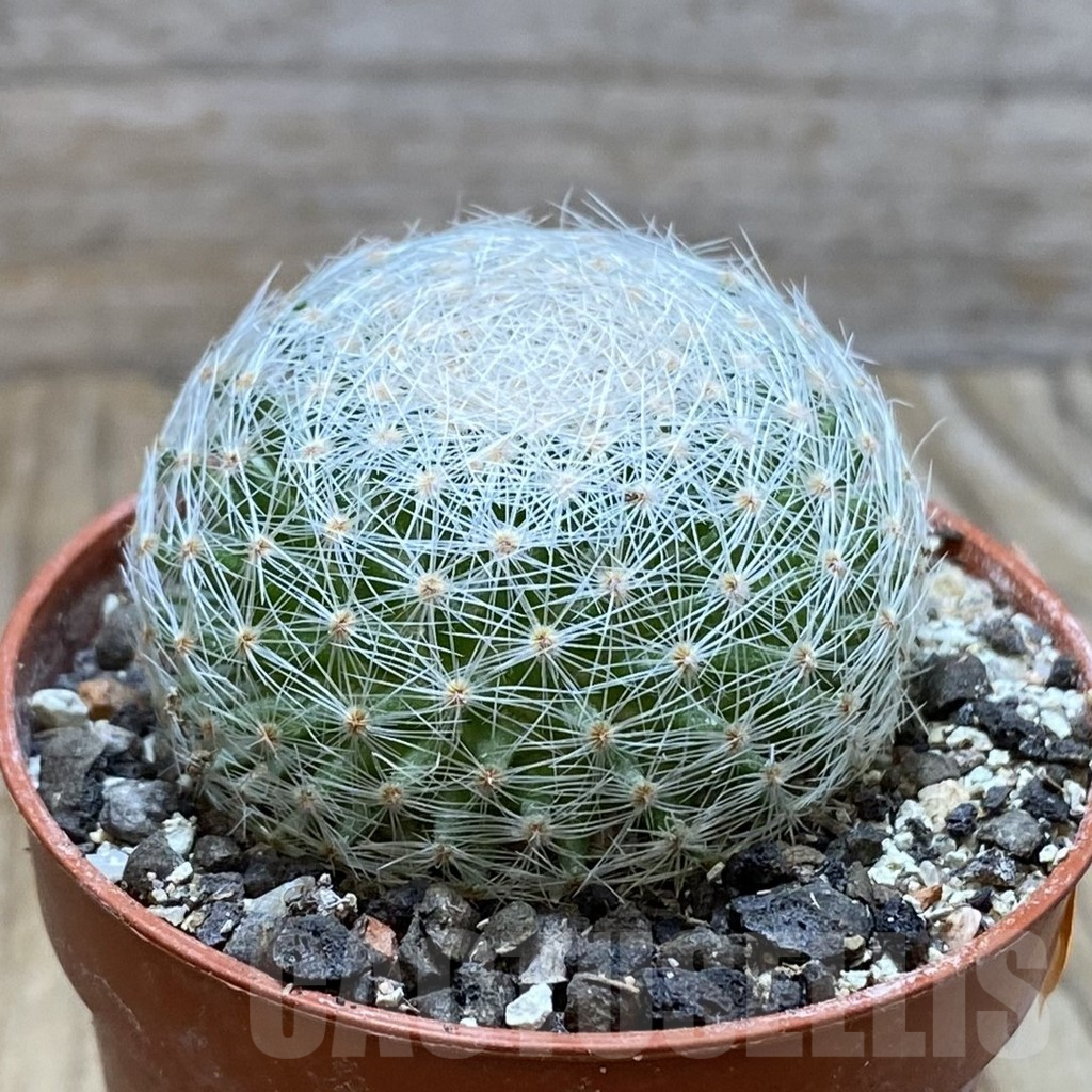 SH6173 Mammillaria lenta - Image 2
