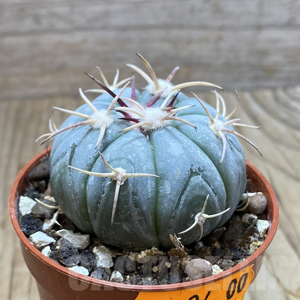 SH6174 Echinocactus horizonthalonius MR 21 - Image 2