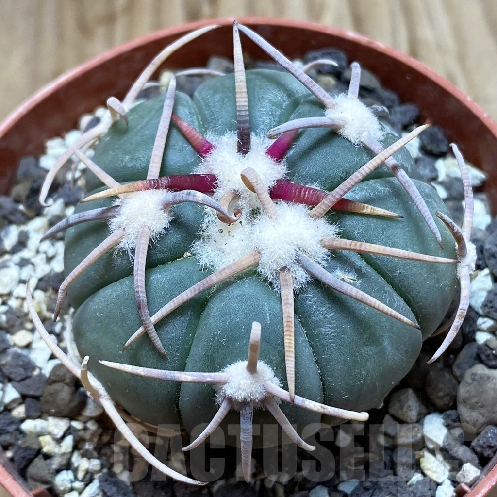 SH6181 Echinocactus horizonthalonius - Carazone d Monte-