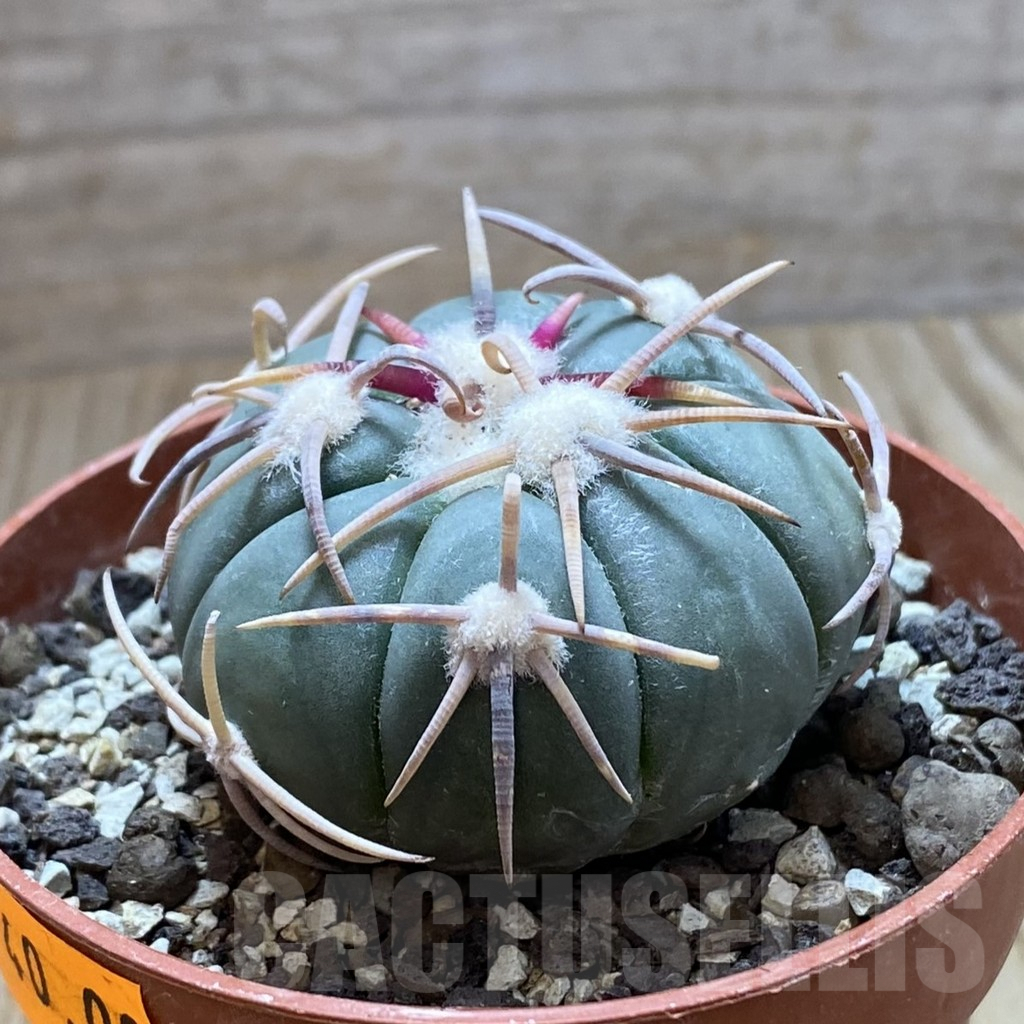 SH6181 Echinocactus horizonthalonius - Carazone d Monte- - Image 2