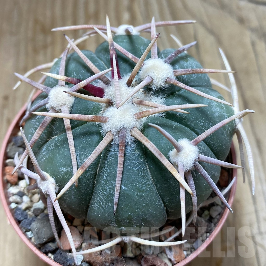 SH6183 Echinocactus horizonthalonius -Carazone d Mol-