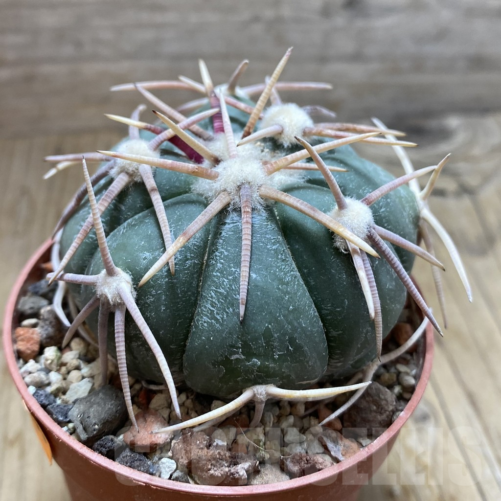 SH6183 Echinocactus horizonthalonius -Carazone d Mol- - Image 2