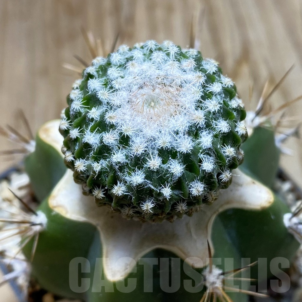 SH6187 Pelecyphora strobiliformis, grafted
