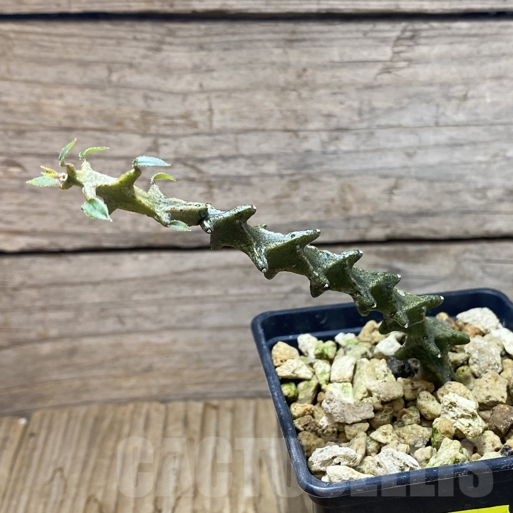 SH6260 Ceropegia gicky - Image 2