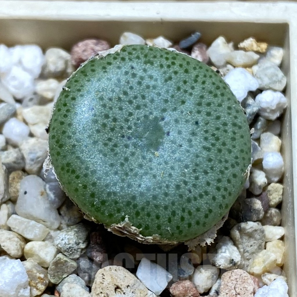 SH6226 Conophytum ricardianum SB 1116