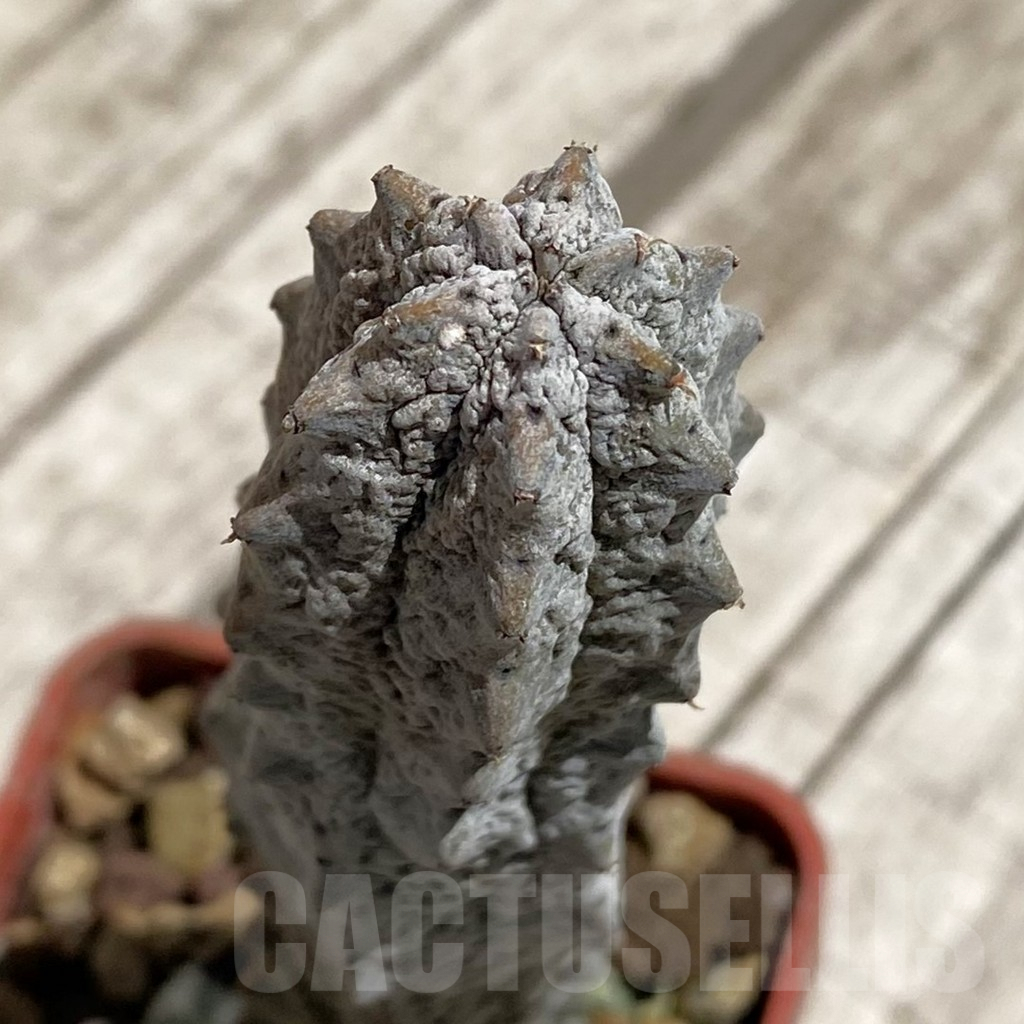 SH6269 Euphorbia abdelkuri