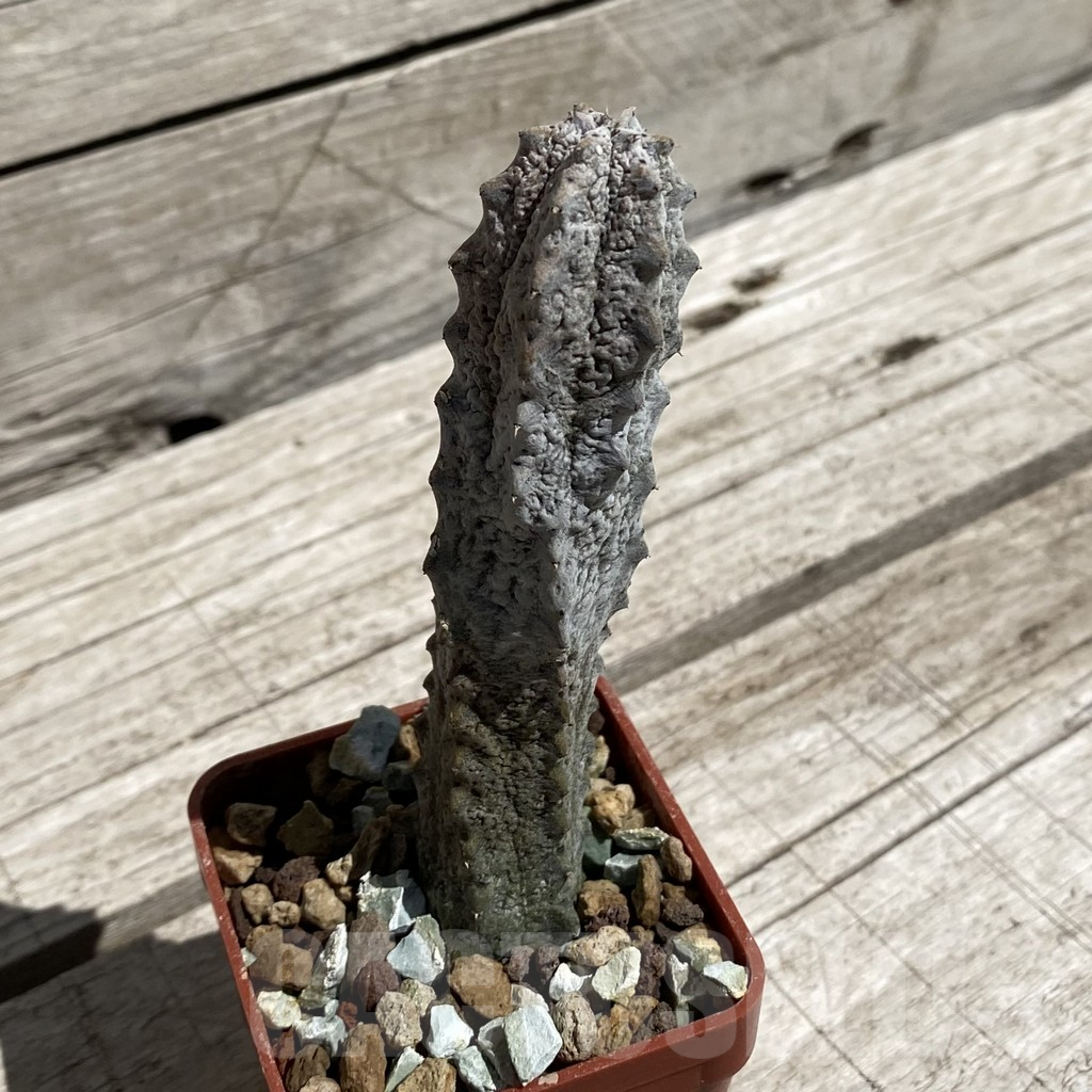 SH6269 Euphorbia abdelkuri - Image 2
