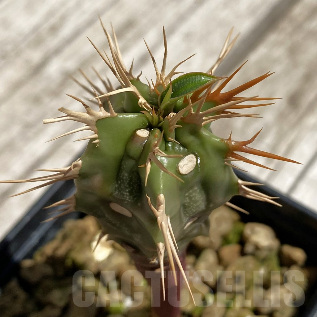 SH6275 Euphorbia viguieri v. nova red leaf -Namoroka-