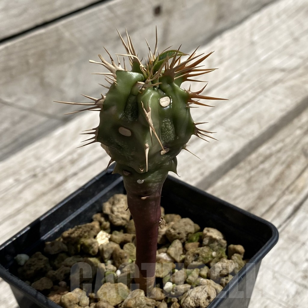 SH6275 Euphorbia viguieri v. nova red leaf -Namoroka- - Image 2