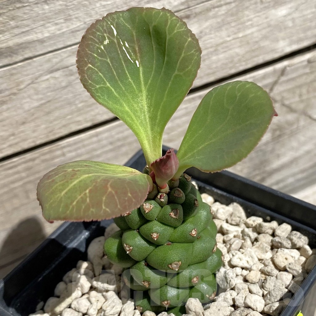 SH6278 Monadenium ritchiei v. nyambense