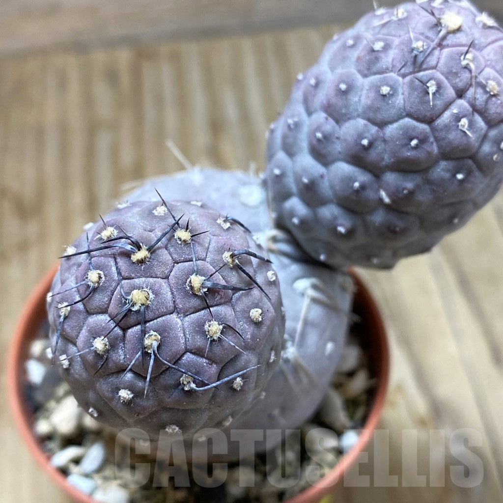 SH6237 Tephrocactus geometricus - Image 2