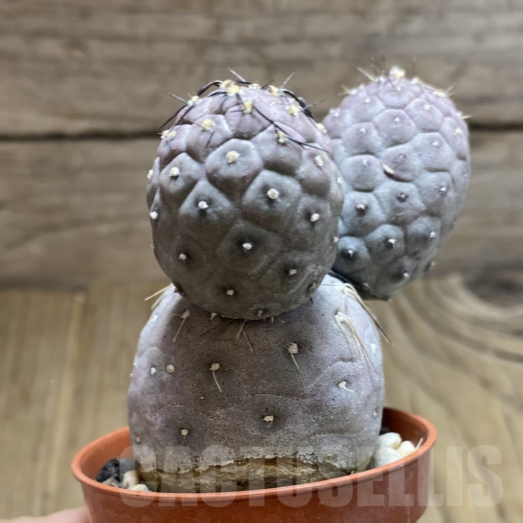 SH6237 Tephrocactus geometricus - Image 3