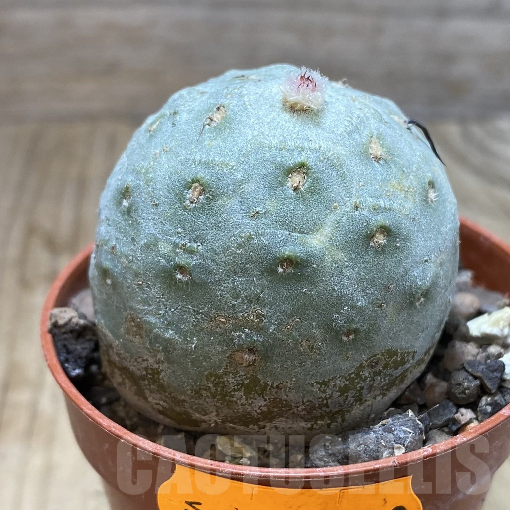 SH6238 Tephrocactus geometricus - Image 2