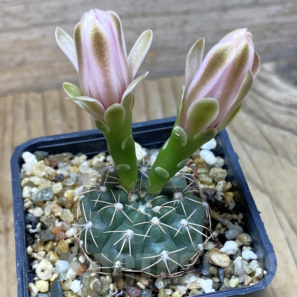 SH6248 Gymnocalycium gaponii VG 503