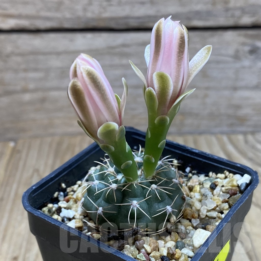 SH6248 Gymnocalycium gaponii VG 503 - Image 2