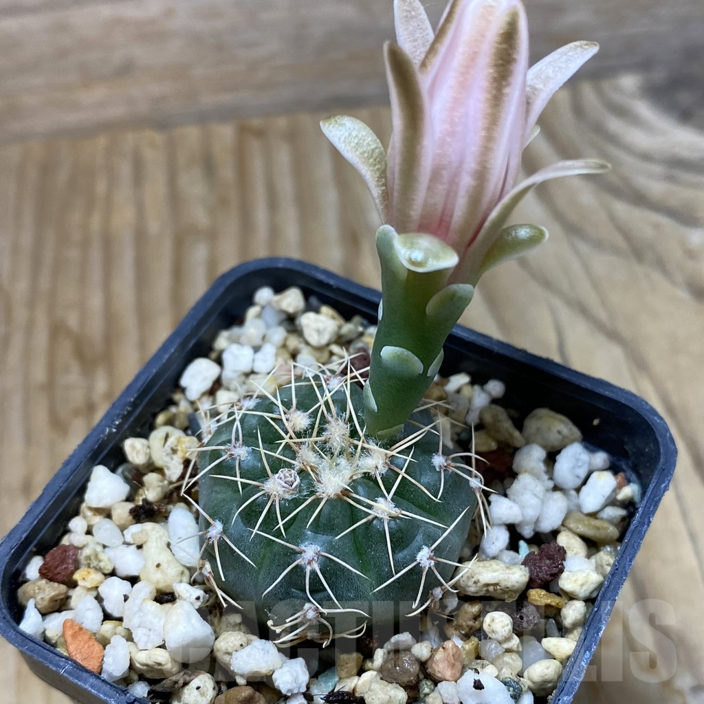 SH6249 Gymnocalycium gaponii VG 503