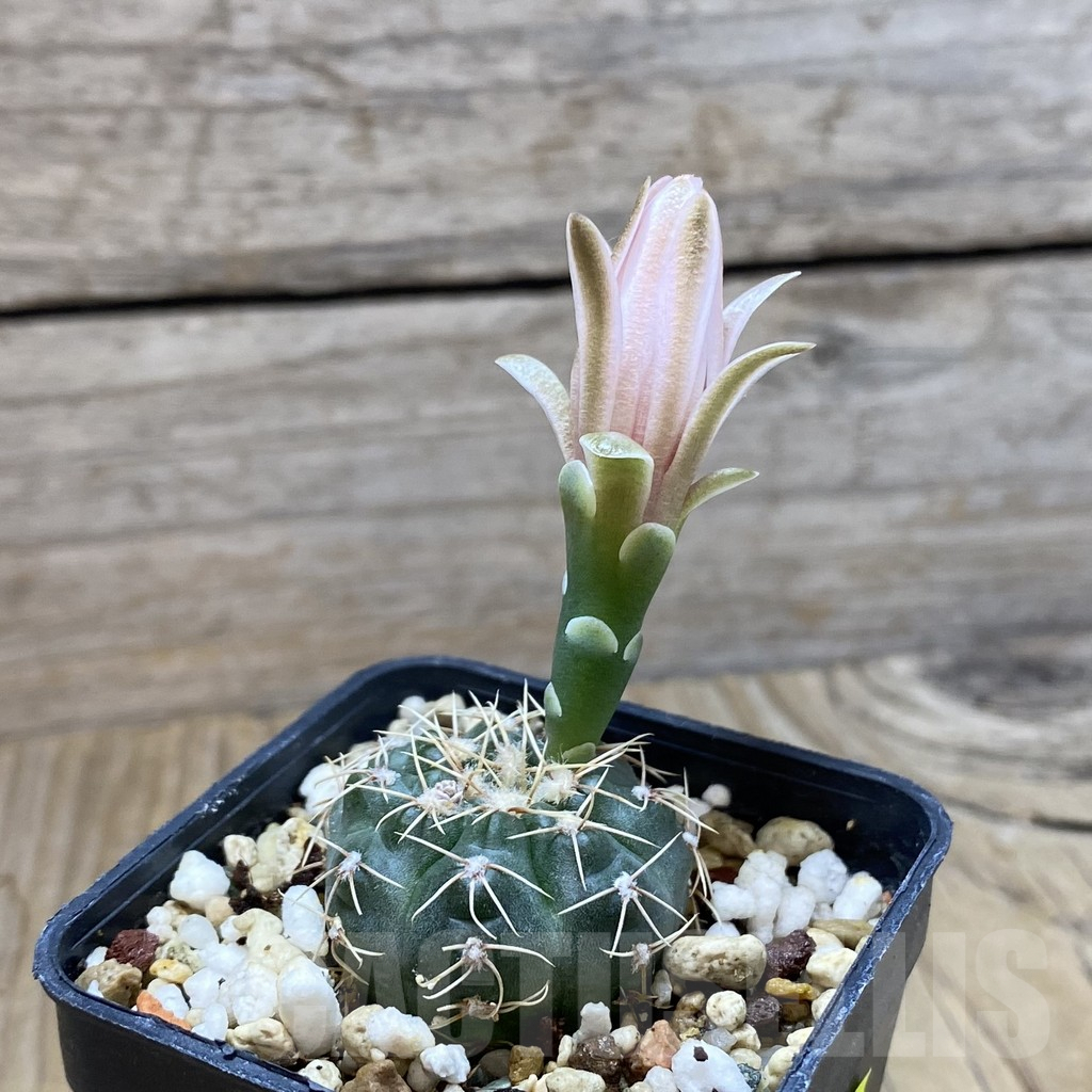 SH6249 Gymnocalycium gaponii VG 503 - Image 2