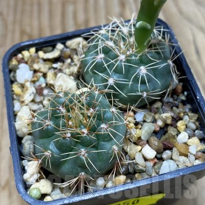 SH6250 Gymnocalycium gaponii VG 503, 2 plants