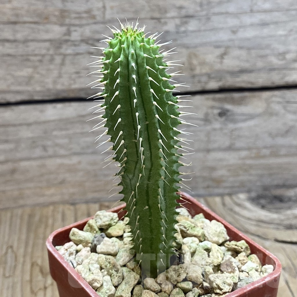 SH6253 Hoodia gordonii - Image 2