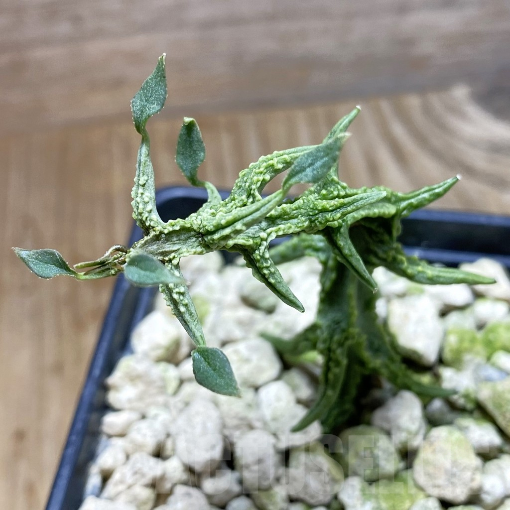 SH6256 Ceropegia simoneae ‘Green Bizarre Form’